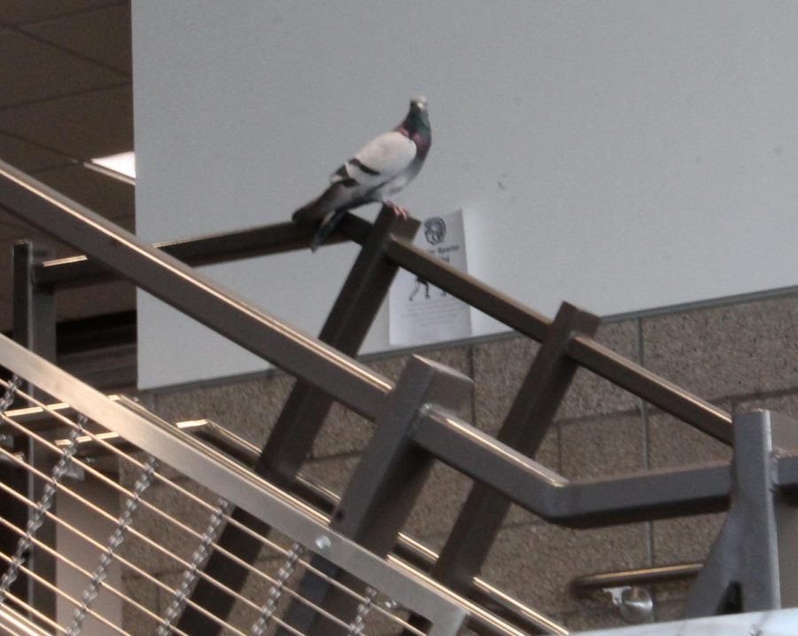 This pigeon was hanging out on the stairs going up to the third floor but did not properly check into the office on Nov. 12. 