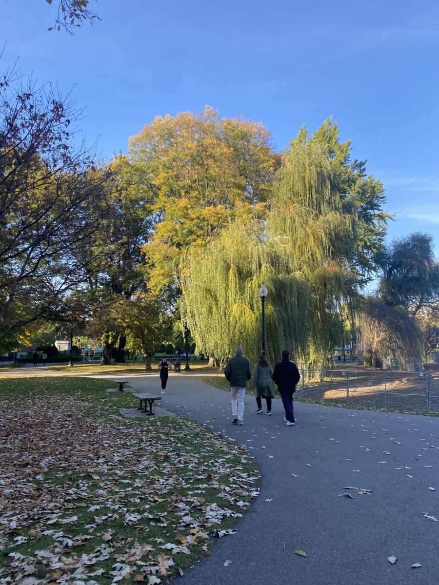 Weeping willow trees occupy Commonwealth Park in Boston, November 3, 2023. During students free time they had the chance to walk through this park to Quincy Market