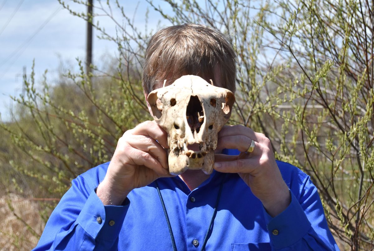 Science teacher Donald Polkinghorne poses in a field holding a llama skull up to his face on May 3, 2024. It is his favorite skull out of his collection.
