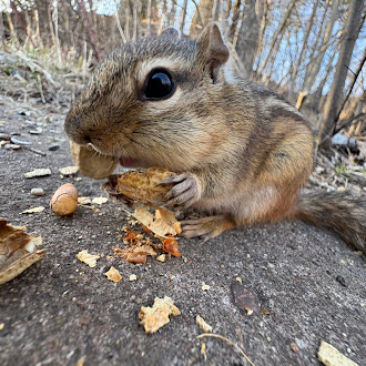 Friendly Billings Park chipmunks make an appearance to enjoy the nice weather on April 23 2025.