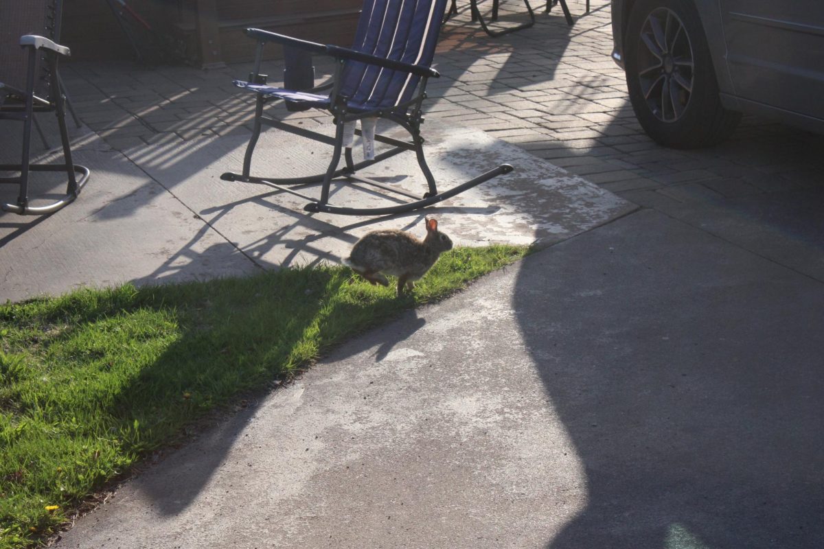 Bunny runs through a yard in Superior early in the morning on May 9, 2025. Photo By Tanner Leno. 