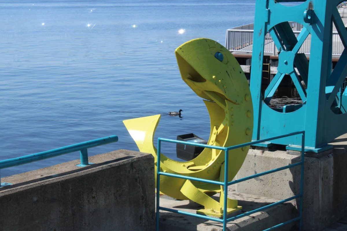 A mallard swims in the Duluth Harbor near the Minnesota Slip Bridge on May 11, 2025.